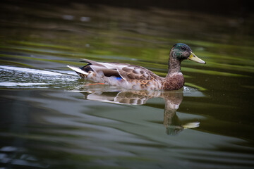 Duck swimming on the river