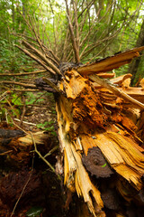 Shattered, dead, red spruce tree on Mt. Sunapee, New Hampshire.