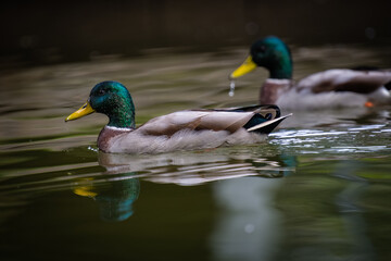 Ducks swimming on the river