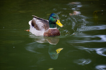 Fototapeta premium Duck swimming on the river