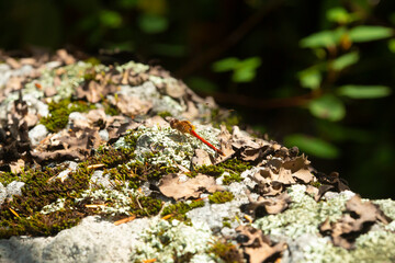 Red meadowhawk dragonfly at Mud Pond in Sunapee, New Hampshire.
