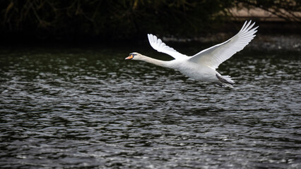Mute swan in flight