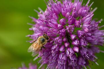 Honeybee foraging on a purple allium flower in New Hampshire.