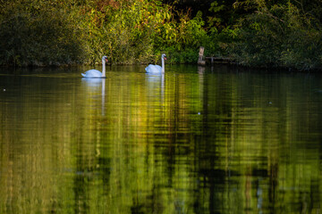 Pair of Swans and their Reflection on the River 