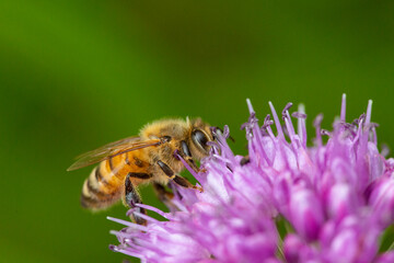 Honeybee foraging on a purple allium flower in New Hampshire.