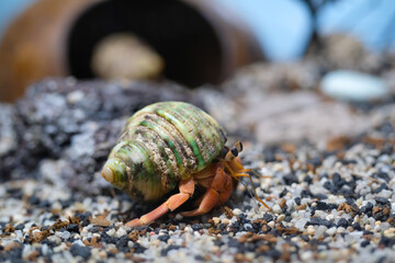 Animal Photography. Animal Close up. Macro shot of Red hermit crab (Coenobita Rugosus) walking on sandy and rocky aquarium, Hermit crab on crabitat. Shot in Macro lens