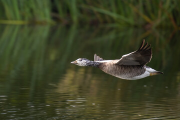 Goose in flight