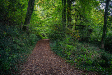 Fototapeta na wymiar path in the forest,