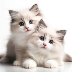 cute and adorable fluffy ragdoll kittens on white background generative ai