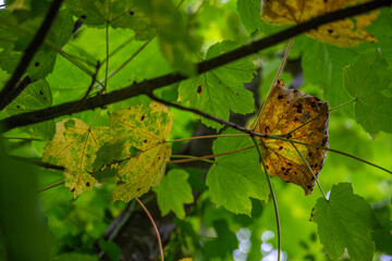 Obraz premium Backlit foliage 