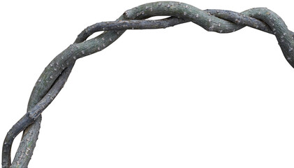 Twisted dried Liana jungle vine.