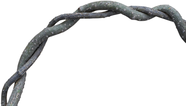 Twisted dried Liana jungle vine.