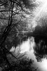 calm river, reflection of trees, black and white, sunny day