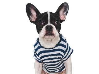 Cute puppy and stylish T-shirt. Isolated background. Closeup, indoors. Studio shot. Day light. Beauty and fashion. Concept of care, education, training and raising pets