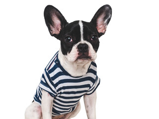 Fototapeta premium Cute puppy and stylish T-shirt. Isolated background. Closeup, indoors. Studio shot. Day light. Beauty and fashion. Concept of care, education, training and raising pets