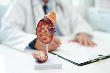 Chronic kidney disease, doctor with model for treatment urinary system, urology, Estimated...