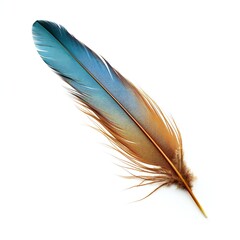 blue and brown bird feather on white isolated background