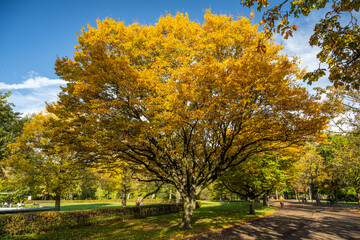 Fototapeta premium autumn in the park
