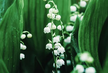 Fototapeten Lily of the valley in spring © Isciuc