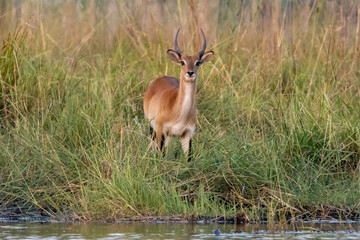 Ein Litschi Wasserbock M&auml;nnchen in einer Sumpfzone des Okawango Delta