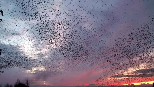 Starling murmuration against a beautiful winter evening sky at sunset