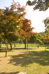 A park with trees and grass in nami island, korea