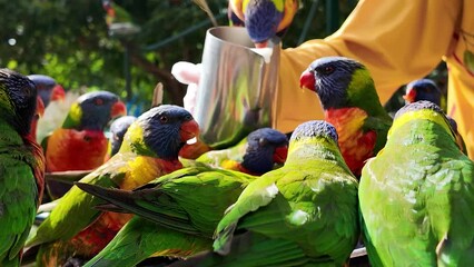 Wildlife volunteer pouring a jug of feeding liquid to a group of Rainbow Lorikeet birds gathered together.