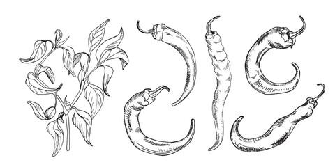 Set with graphic chili hot peppers illustration isolated on white background. Hand drawn ink plant of hot pepper. Vector hot pepper black white line. Design element for wrapping, menu, package