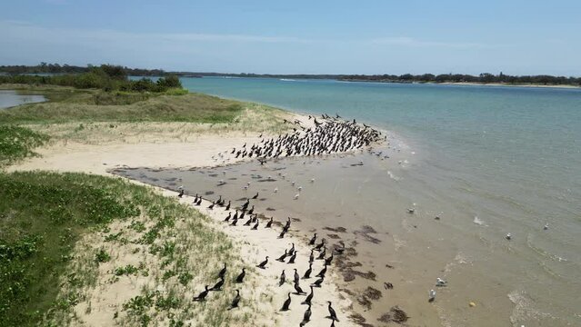 Flocks of migrating Cormorant seabirds gather on a scenic sand island to commence breeding.
