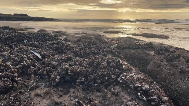 Rocks On The Sea Shore Covered With Seashells During Sunrise. - close up static