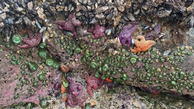 Starfish, Shellfish And Anemones On The Rock Near The Ocean. - close up, static shot