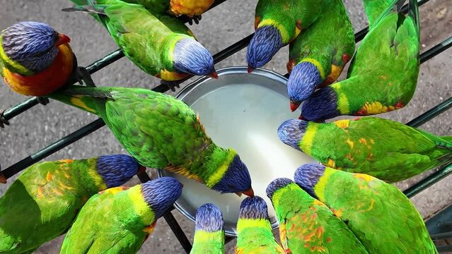 A group of Native Australian Rainbow Lorikeet birds gathered together feeding from a tray of liquid food. Wildlife interaction