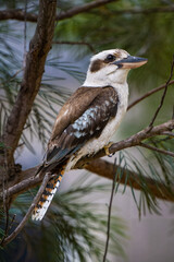 Kookaburra perched in tree