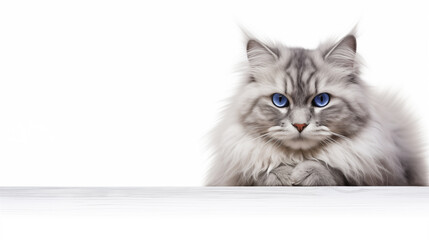 image of a fluffy cat with bright eyes against a white background. 