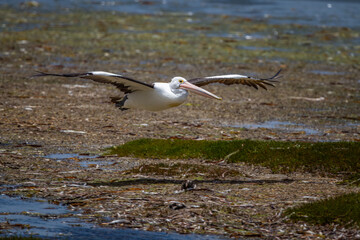 Low-flying Pelican