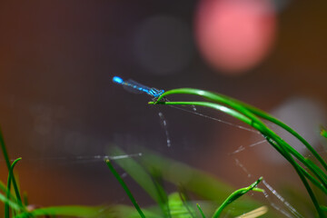 Blue Dragonfly Perched on a Reed