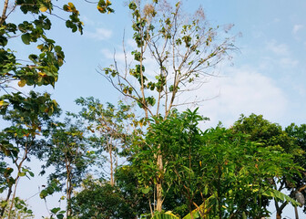 Trees and plants with sky background