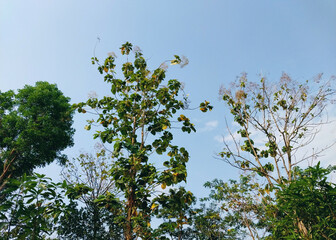 Trees and plants with sky background