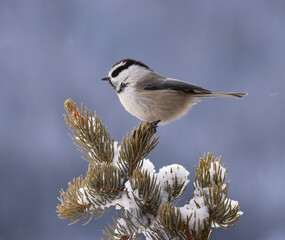 Obraz premium Mountain chickadee (Poecile gambeli) on conifer tree in winter, Rocky Mountains, Colorado