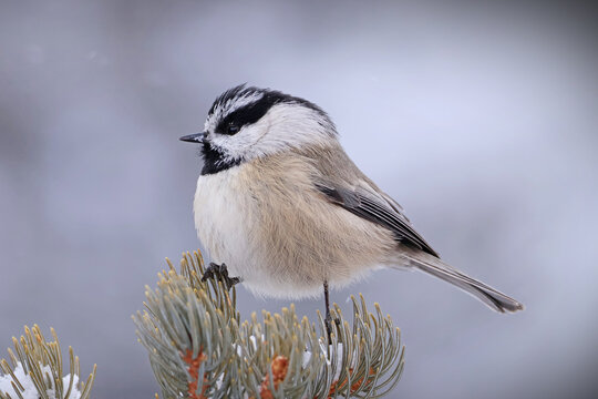 Mountain chickadee (Poecile gambeli) on conifer tree in winter, Rocky Mountains, Colorado