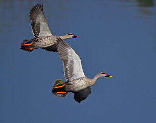 duck in flight