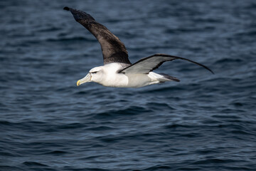 Fototapeta na wymiar Cruising Albatross