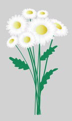 Bouquet of daisies on a gray background. White flowers with stems and leaves. Garden and wild flowers. Flower decoration. Flat style, isolated, editable contour. 