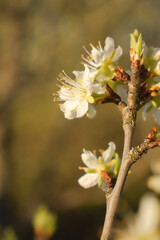 Light shining on a cherry blossom on a tree branch in Potzbach, Germany on a spring evening at sunset.