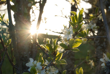 Rays of sun shining through trees on white chrry blossoms on a spring evening in Potzbach, Germany.