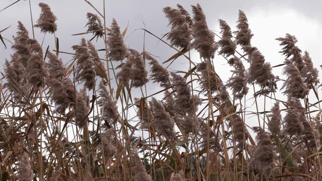 The Wind Rustles Imagens de Rushy – Explore Fotografias do Stock, Vetores e Vídeos de ...