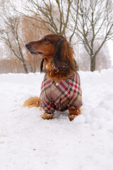 Portrait of Red longhaired dachshund sitting on snow in winter park, little fluffy doggy wearing...