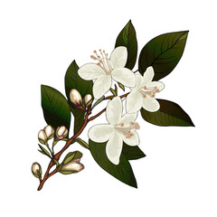 Obraz premium Beautiful realistic illustration of blooming branch of jasmine tree. White jasmine flowers. Isolated on white background. For print, packaging, cards, designers, clothes, interior, icon, logo, tattoo