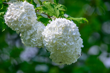 A Mophead Hydrangea blooms at Bay City State Park, in Bay City, Michigan.