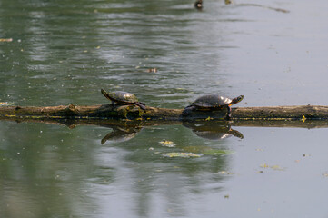 A pair of painted turtles sun on a log at Bay City State Park, in Bay City, Michigan.